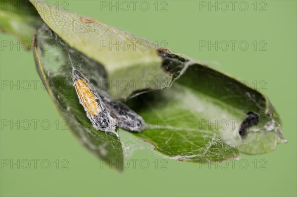 Orchard ermine (Yponomeuta padella), pupae, North Rhine-Westphalia, Germany, Europe