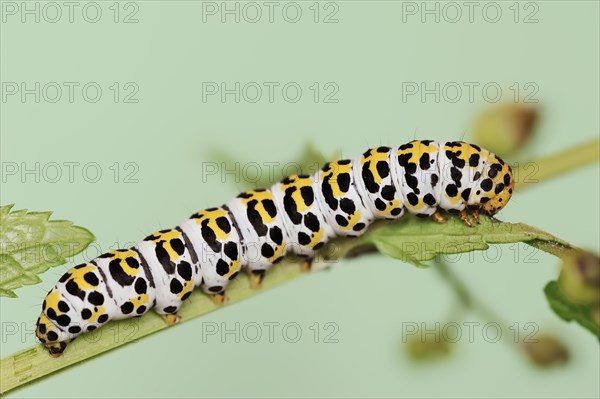 Brown-root monk (Shargacucullia scrophulariae), caterpillar, North Rhine-Westphalia, Germany, Europe