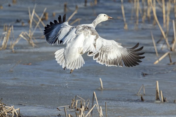 Snow goose (Anser caerulescens), juvenile taking off on a frozen marsh, lac Saint-Pierre biosphere reserve, province of Quebec, Canada, AI generated, North America