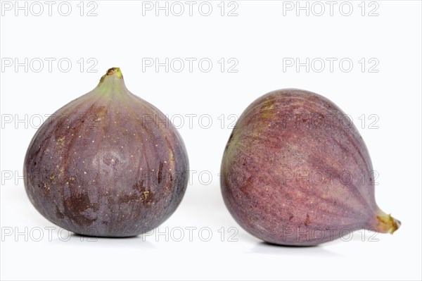 Real fig or fig tree (Ficus carica), ripe figs against a white background