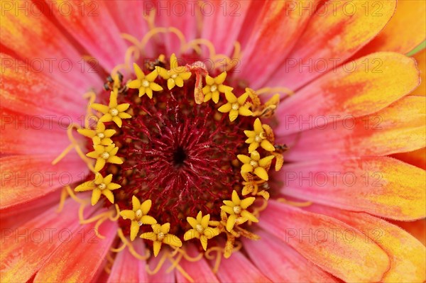 Zinnia 'Sombrero' (Zinnia elegans, Zinnia violacea), detail of flower, ornamental plant, North Rhine-Westphalia, Germany, Europe