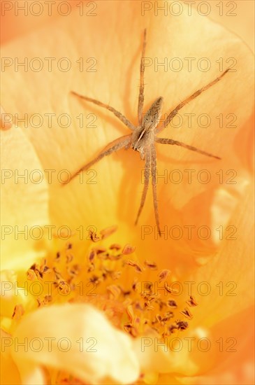 Nursery web spider (Pisaura mirabilis), female on a rose blossom, North Rhine-Westphalia, Germany, Europe