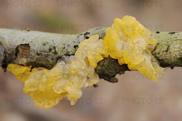 Yellow brain (Tremella mesenterica), North Rhine-Westphalia, Germany, Europe