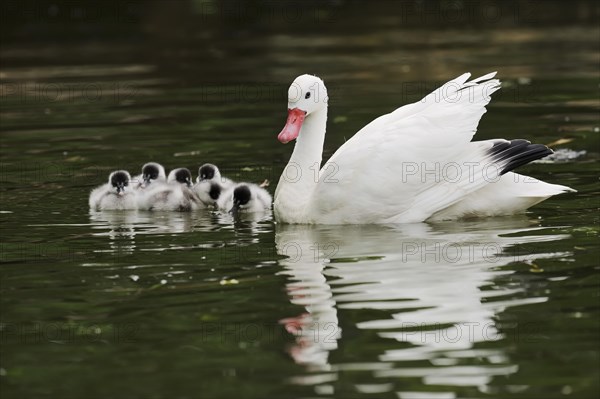 Coscoroba swan (Coscoroba coscoroba) with chicks, captive, occurring in South America