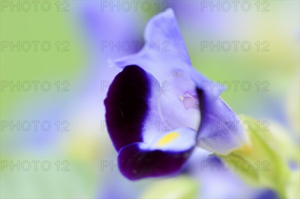 Bluewings (Torenia fournieri), flower, native to Vietnam, ornamental plant, North Rhine-Westphalia, Germany, Europe