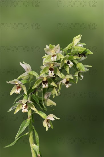 Broad-leaved helleborine or broad-leaved marsh orchid (Epipactis helleborine), flowers, North Rhine-Westphalia, Germany, Europe