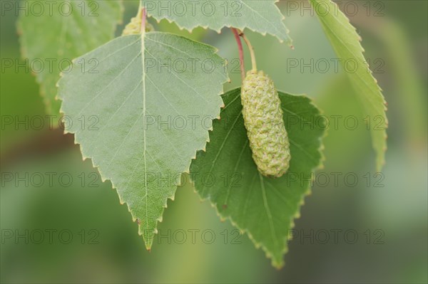 Silver birch (Betula pendula, Betula alba, Betula verrucosa), leaves and inflorescence, North Rhine-Westphalia, Germany, Europe