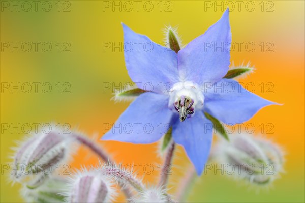 Borage or borage (Borago officinalis), flower, North Rhine-Westphalia, Germany, Europe