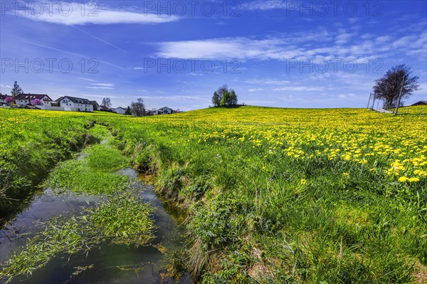 Small stream, blue sky with foehn clouds and green meadow with common dandelion (Taraxacum sect. Ruderalia), Allgaeu, Swabia, Bavaria, Germany, Europe