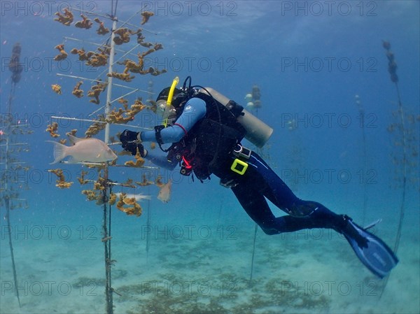 Coral farming. Divers hang young specimens of elkhorn coral (Acropora palmata) on the frame on which they grow until they can be released onto the reef. The aim is to breed corals that can withstand the higher water temperatures. Dive site Nursery, Tavernier, Florida Keys, Florida, USA, North America