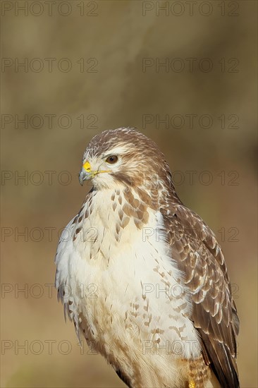 Steppe buzzard (buteo buteo), light-coloured variant, light morph, side view, animal portrait, wildlife, North Rhine-Westphalia, Germany, Europe