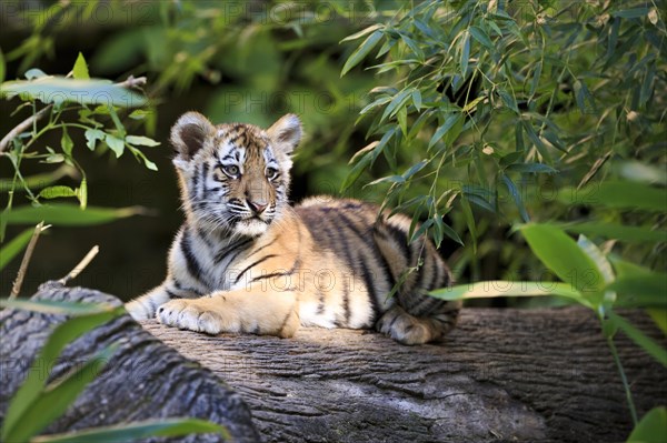 A tiger young lying relaxed on a tree trunk, Siberian tiger, Amur tiger, (Phantera tigris altaica), cubs