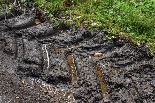 Trace of a tractor tyre on a forest road, Allgaeu, Swabia, Bavaria, Germany, Europe