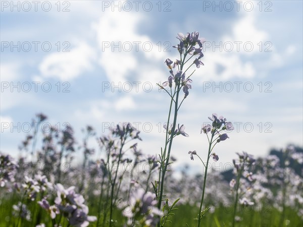 Cuckoo flower (Cardamine pratensis), Leoben, Styria, Austria, Europe