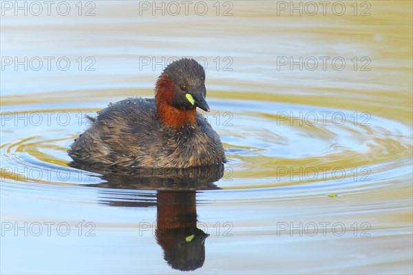 Little grebe (Tachybaptus ruficollis), adult bird in its plumage, on a lake, Rosensteinpark, Stuttgart, Baden-Wuerttemberg, Germany, Europe