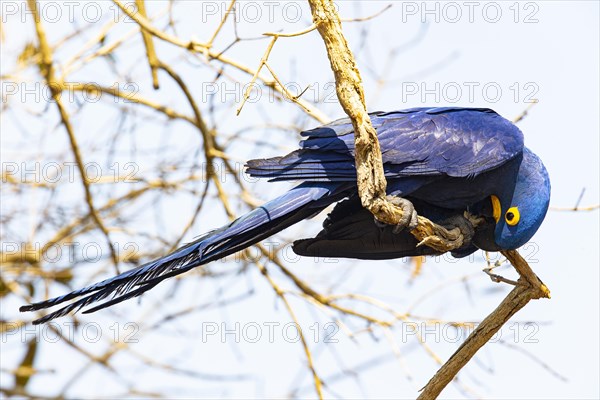 Hyacinth Macaw (Anodorhynchus hyacinthinus) Pantanal Brazil