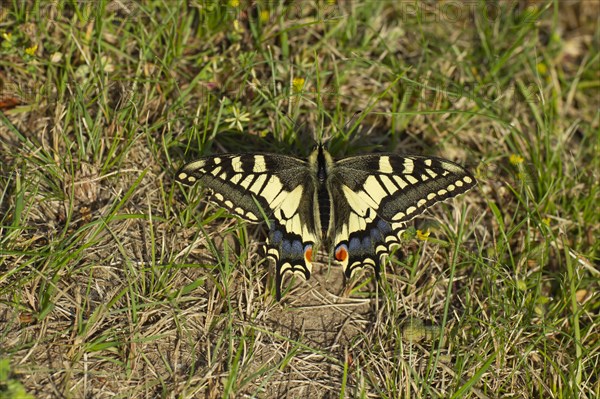 English swallowtail butterfly (Papilio machaon) adult resting on grassland in the summer, Norfolk, England, United Kingdom, Europe
