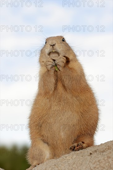 Black-tailed prairie dog (Cynomys ludovicianus), captive, occurring in North America