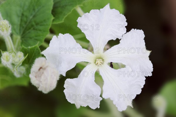 Calabash (Lagenaria siceraria), flower, North Rhine-Westphalia, Germany, Europe