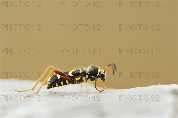 Real ram ram or wasp beetle (Clytus arietis), North Rhine-Westphalia, Germany, Europe