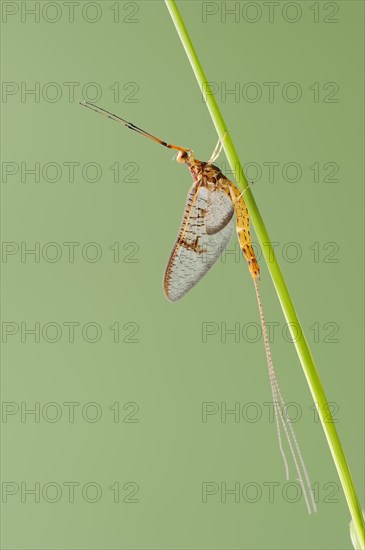 Mayfly (Ephemera glaucops), male, North Rhine-Westphalia, Germany, Europe