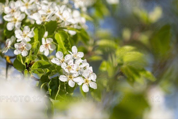 Pear tree blossom (Pyrus), pome fruit family (Pyrinae), meadow orchard, spring, Langgassen, Pfullendorf, Linzgau, Baden-Wuerttemberg, Germany, Europe