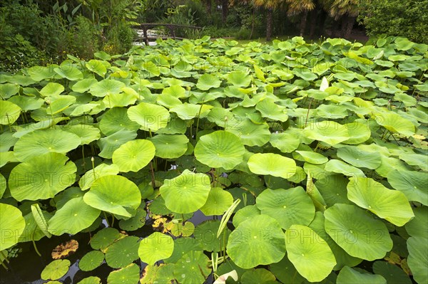 Buds and leaves of white lotus (Nelumbo) in the Parc Floral et Tropical de la Court d'Aron, Saint Cyr en Talmondais, Vandee, France, Europe