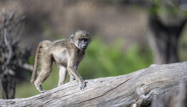 Chacma baboon (Papio ursinus), young walking on a tree trunk, Kruger National Park, South Africa, Africa