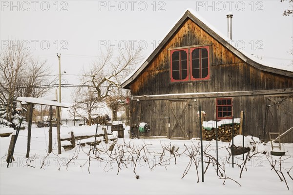 Vitis labrusca, Grapevine plantation and old wooden rustic barn with red trimmed windows in backyard garden in winter, Quebec, Canada, North America