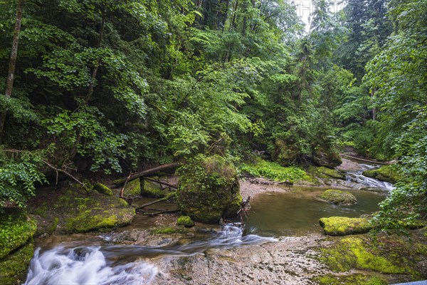 Natural landscape and vegetation in the Eistobel, in the nature reserve of the same name near Gruenenbach in West Allgaeu, Bavaria, Germany, Europe