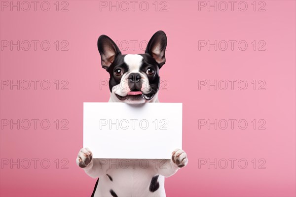 French Bulldog dog holding empty white sign in front of pink studio background. KI generiert, generiert, AI generated