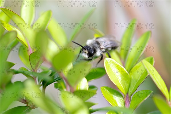 Ashy mining bee (Andrena cineraria), grey-black dusky sand bee, sitting on a leaf in a hedge, Velbert, North Rhine-Westphalia, Germany, Europe