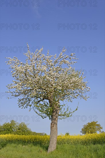 Fruit tree, apple tree (Malus domestica) in bloom next to a flowering rape field (Brassica napus), blue sky, North Rhine-Westphalia, Germany, Europe