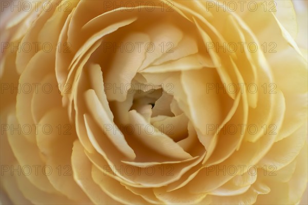 Petals, yellow persian buttercup (Ranunculus asiaticus), flowering, Germany, Europe