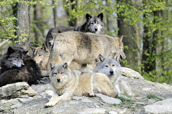 Mackenzie valley wolf (Canis lupus occidentalis), Captive, Germany, Europe, A pack of wolves of different colours resting on and around a rock, Tierpark, Baden-Wuerttemberg, Europe