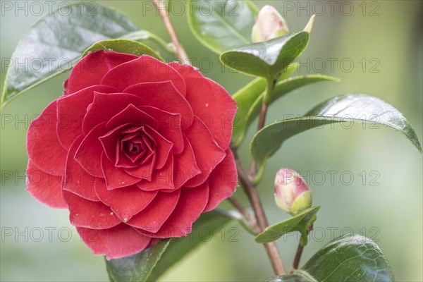 Camellia (Camellia japonica) blossom, Emsland, Lower Saxony, Germany, Europe