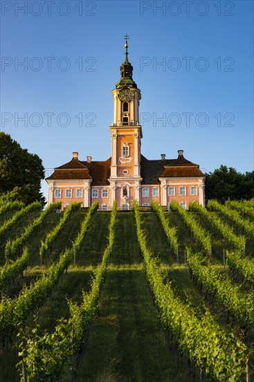 Vineyards, Birnau pilgrimage church, baroque church, exterior view, Uhldingen-Muehlhofen on Lake Constance, Baden-Wuerttemberg, Germany, Europe