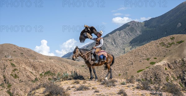 Traditional Kyrgyz eagle hunter riding with eagle in the mountains, eagle spreading its wings, hunting on horseback, near Bokonbayevo, Issyk Kul region, Kyrgyzstan, Asia