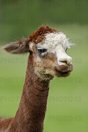 Alpaca (Vicugna pacos), portrait, North Rhine-Westphalia, Germany, Europe