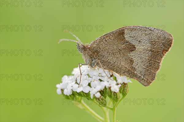 Meadow brown (Maniola jurtina) with dewdrops, North Rhine-Westphalia, Germany, Europe