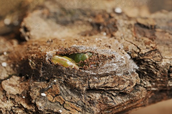 Sallow kitten moth (Furcula furcula), caterpillar building cocoon, North Rhine-Westphalia, Germany, Europe