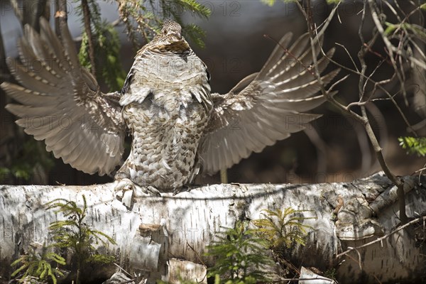 Ruffed grouse (Bonasa umbellus), male drumming to chase other male and to attract females, La Mauricie national park, Province of Quebec, Canada, AI generated, North America