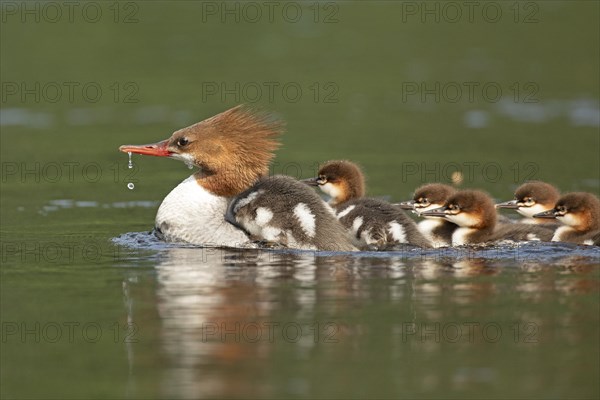 Common mergansers (mergus merganser), female swimming and carrying babies on her back, La Mauricie national park, province of Quebec, Canada, AI generated, North America