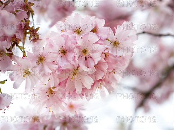 Japanese cherry (Prunus serrulata 'Hokusai')