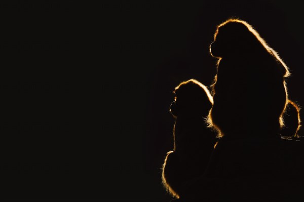 Djelada or gelada baboon (Theropithecus gelada), female in backlight, captive, occurrence in Ethiopia
