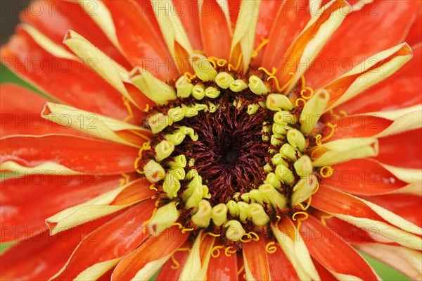 Zinnia (Zinnia elegans, Zinnia violacea), detail of flower, ornamental plant, North Rhine-Westphalia, Germany, Europe