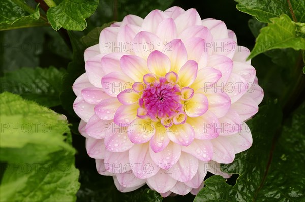 Decorative dahlia 'El Paso' (Dahlia Hybride), flower, ornamental plant, North Rhine-Westphalia, Germany, Europe