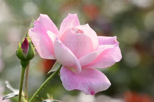 Garden rose or rose (Rosa hybrida), flower, ornamental plant, North Rhine-Westphalia, Germany, Europe