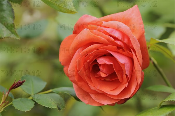 Rose or shrub rose 'Stadt Rosenheim' (Rosa hybrida), flower, ornamental plant, North Rhine-Westphalia, Germany, Europe