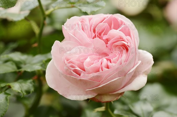 Garden rose or rose 'Giardina' (Rosa hybrida), flower, ornamental plant, North Rhine-Westphalia, Germany, Europe